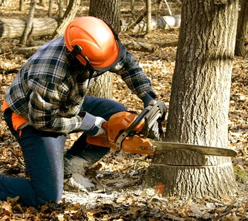 Tree Removal in Chauvin, LA